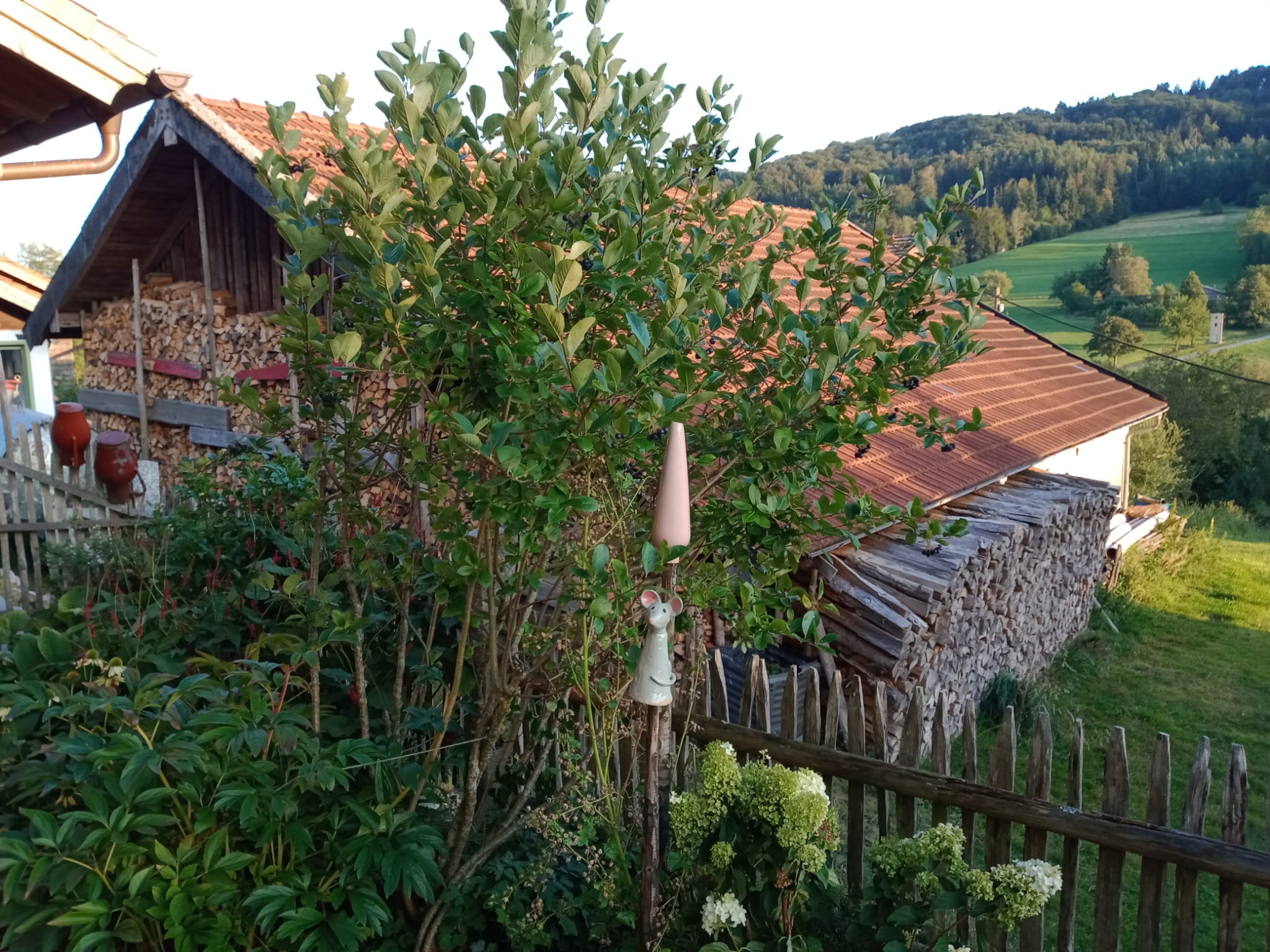 Gartenratsch